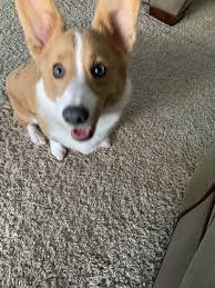 Yorkie puppies 1 male/ 1 female. Pembroke Welsh Corgi Puppies For Sale Summerville Sc 317034