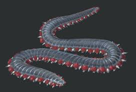 Image result for Polystachya eurygnatha