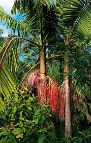 Find your nearest store onlinesupport@palmers.co.nz 08007256377. How To Plan A Tropical Garden New Zealand Handyman Magazine