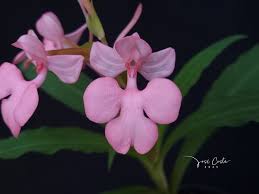 Image result for Habenaria afra