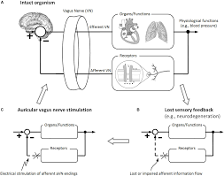 Frontiers Current Directions In The Auricular Vagus Nerve