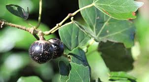 Image result for Rhoicissus tomentosa