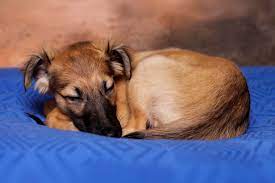 Besitzer in urlaub, hund allein zu hause. Hund Alleine Zuhause So Klappt S Ganz Entspannt Goldenmerlo