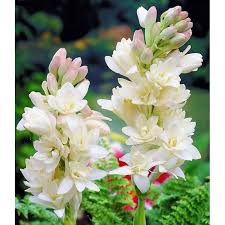 NARDOS BLANCOS DOBLES x 2 bulbos - Bulbos y Semillas