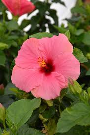 Image result for Hibiscus