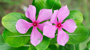 Tanaman vinca bunga vinca juntai memperbanyak tanaman bunga vinca atau sering disebut tapak dara ini merupakan tanaman hias klasik yang sudah dikenal sejak zaman dahulu. Tapak Dara Tanaman Mungil Penumpas Kanker Greeners Co