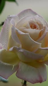 White Rose Spring Bloom Drops Android Wallpaper Apple Wallpaper Iphone Flower Wallpaper