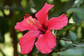 Die pralle mittagssonne mag der hibiskus jedoch nicht, deswegen sollte mittags der vorhang vor dem fenster zugezogen oder ein platz außerhalb dieser ausgewählt werden. Hibiskus Pflanzen Pflegen Vermehren Schoner Wohnen