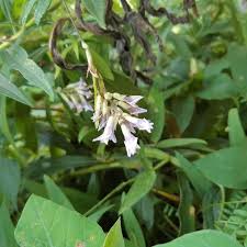 Image result for Amphicarpaea