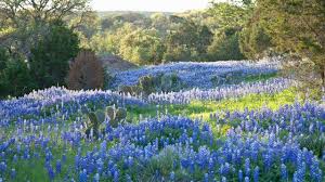 Maybe you would like to learn more about one of these? Expect Good Wildflower Season Despite Winter Storm