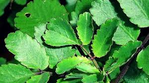 10 Amazing Health Benefits Uses Of Medicinal Plant Patharchatta Ayurvedic Upchar