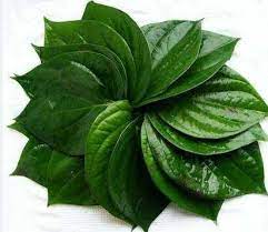 Pembayaran mudah, pengiriman cepat & bisa cicil 0%. 10 Benefits Of Daun Sirih For Health Steemit