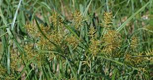 It controls nutsedge after emergence in cool and warm season turfgrass (including st. Identify And Kill Nutsedge Or Nutgrass In Lawns