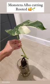 I am selling my whole monstera albo with lechuza topf. Monstera Albo Cutting Rooted Furniture Home Living Gardening Plants Seeds On Carousell