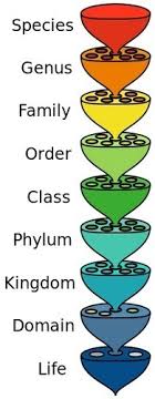 Gcse revision for electronics, graphics, geography, weather and climate. Bbc Bitesize Science Variation And Classifi