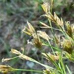 Image result for Rhynchospora brownii