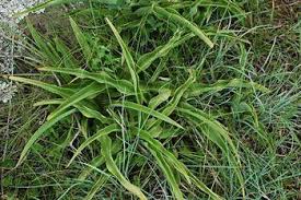 Image result for Chlorophytum bowkeri