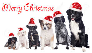 Golden retriever pup wearing a santa hat photo wp12795. Group Of Dogs With Santa Hats With Merry Christmas Stock Photo Picture And Royalty Free Image Image 44308296