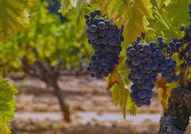 Backyard grape growing has become very popular in recent years in central texas. Cover Feature The Grape State Of Texas Texas A M Foundation Spirit Magazine