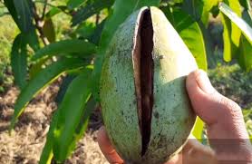Mengatasi Buah Mangga Pecah Di Pohon Kampustani Com