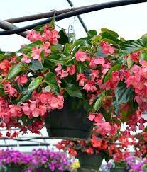 Begonias Fairview Garden Center Raleigh Nc Begonia Garden Center Beautiful Pink Flowers