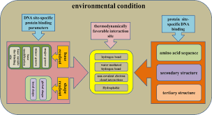 The dna that makes up the gene that encodes a protein sometimes has mistakes, called mutations, which cause defects in proteins. Dna Protein Interaction Identification Prediction And Data Analysis Springerlink