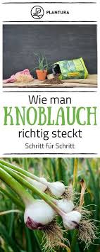 Knoblauch Pflanzen Tipps Zum Setzen Anbauen Plantura Knoblauch Pflanzen Knoblauch Anbauen Knoblauch Ziehen