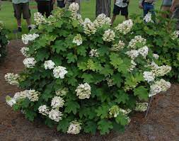 This plant required minimal care and after it was established it started to bloom. Hydrangea Quercifolia Oak Leaf Hydrangea Oakleaf Hydrangea North Carolina Extension Gardener Plant Toolbox