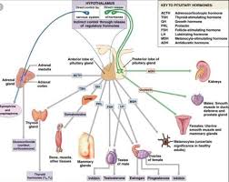 Flow Chart Of Endocrine System Brainly In