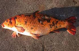 How to dispose of dead koi fish : Koi Carp New Zealand Animal Pests And Threats