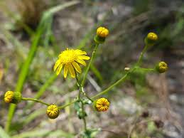 Image result for Senecio striatifolius