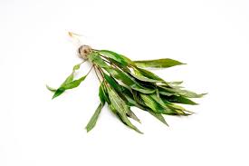 Image result for Hygrophila albobracteata