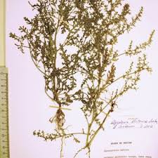 Image result for Dysphania schraderiana