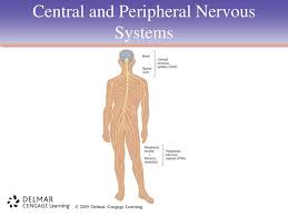Chapter 10 The Nervous System Ppt Download