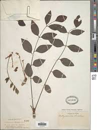 Image result for Xeroderris stuhlmannii