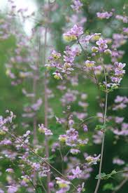 Superb range of high quality plants delivered to you with care.2 free plants with every order. North Creek Nurseries