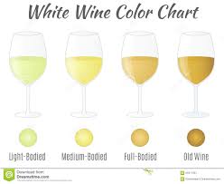 white wine color chart hand drawn wine glasses stock