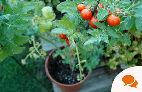 Gently twist the fruit while holding the vine. A Single Tomato Plant Can Produce 200 Tomatoes In A Season Here S How To Sow Them