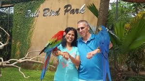 Jurong bird park travelers' reviews, business asia's largest bird parks. Bali Bird Park Youtube
