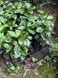 Image result for Suregada zanzibariensis