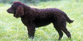 Image result for americký vodní španěl