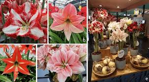 Image result for Hippeastrum sp. cultivars