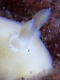 Image result for Selago dinteri