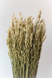 Image result for Avena sativa