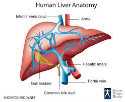 The aast (american association for the surgery of trauma) liver injury scale, most recently revised in 2018, is the most widely used liver injury grading system 3. Liver Location Functions Anatomy Pictures And Faqs