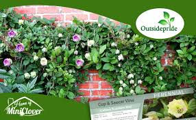 Image result for Cobaea