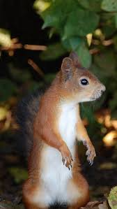 If you're in search of the best squirrel wallpaper, you've come to the right place. Best Squirrel Iphone Hd Wallpapers Ilikewallpaper