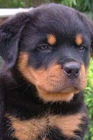 Pin By Nina Moret On Doggy Moggy Puppies Rottweiler Puppies Rottweiler Dog