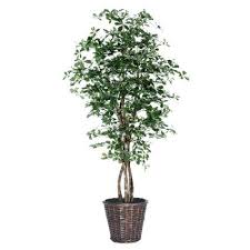 Amazon Com Vickerman Aztex1960 Black Olive Artificial Plant 6 Feet Artificial Trees Plants Potted Trees Artificial Trees Decor