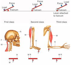 Human structure and functions in health. Voluntary Muscle Activity A Mixed Course Based Research Approach To Human Physiology